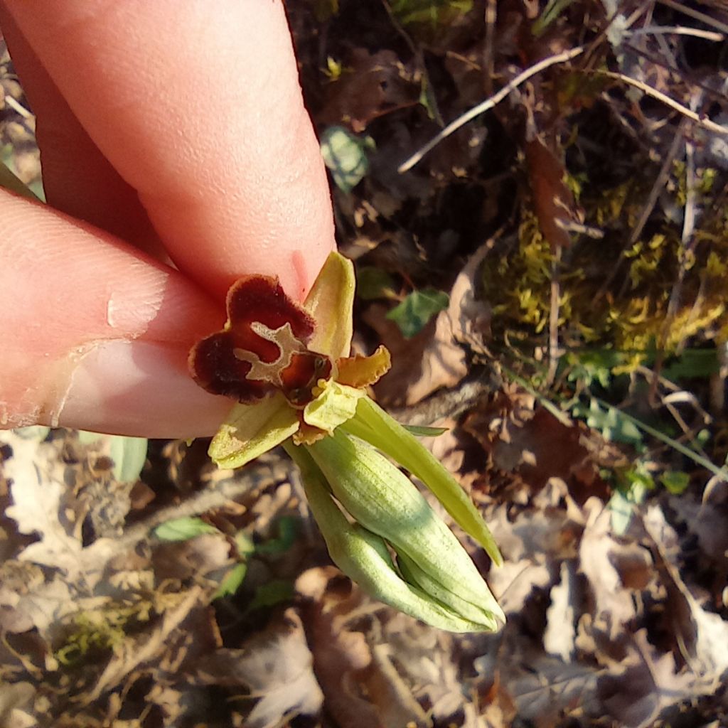 ophrys da identifcare